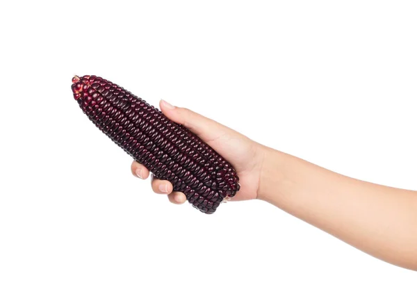 Hand Holding Purple Corn Isolated White Background — Stock Photo, Image