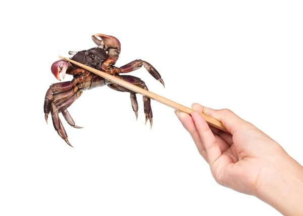 Sumpit Tangan Memegang Dengan Kepiting Terisolasi Pada Latar Belakang Putih — Stok Foto