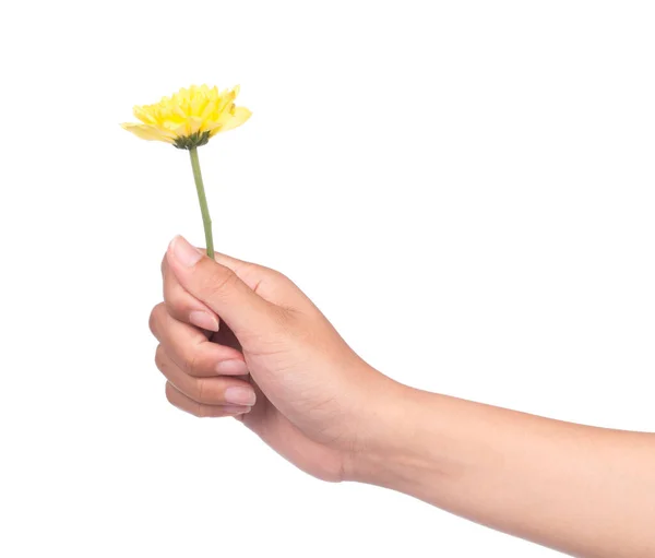Hand Holding Bouquet Yellow Chrysanthemum Flowers Isolated White Background — Stock Photo, Image