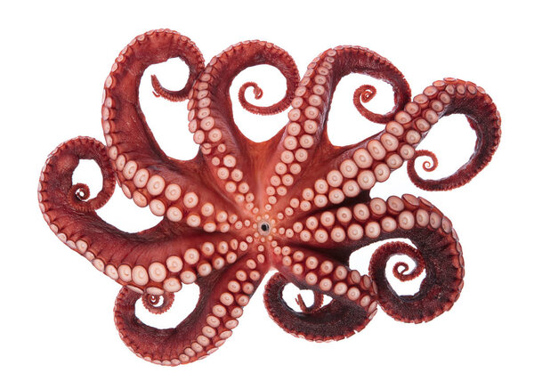 Мбаппе из скрюченных щупалец, изолированных на белом фоне
