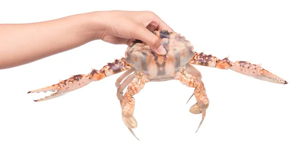 用白色背景隔离的手抓螃蟹 — 图库照片