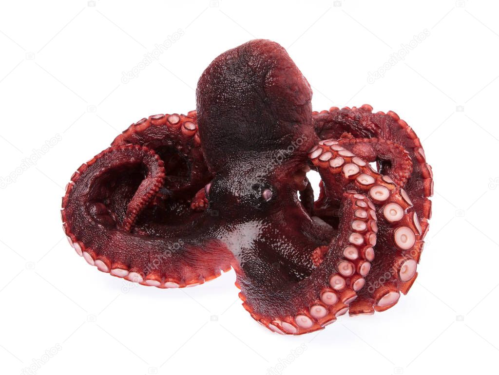 Fresh of Octopus vulgaris isolated from white background.