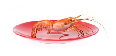 Beyaz arka plan üzerinde izole çanak ile ızgara karides