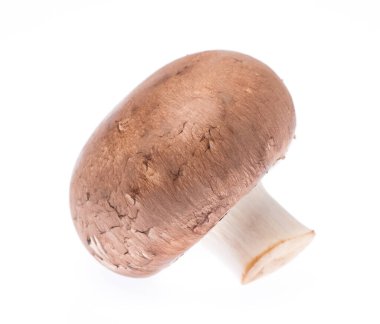 Şampiyon Mantarı beyaz arkaplanda izole edildi