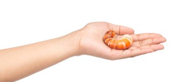 El ele tutuşan karides, beyaz arka planda izole edilmiş.