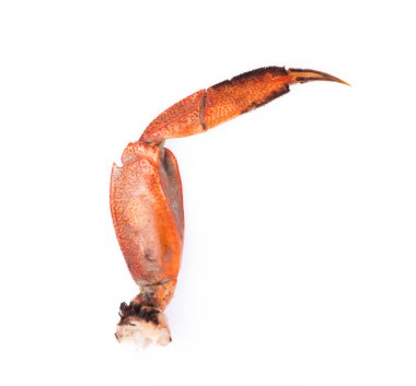 Beyaz arkaplanda tüm yengeç pençesini pişirmiş.