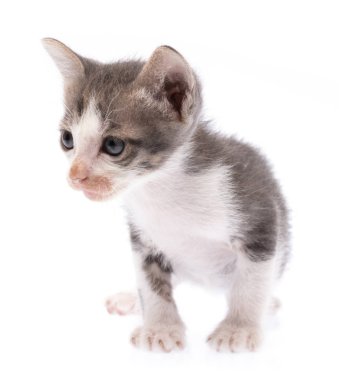Little kitten isolated on white background. cat baby