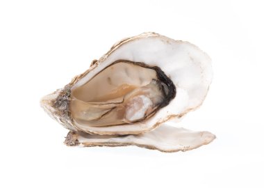 taze istiridye izole beyaz zemin üzerine