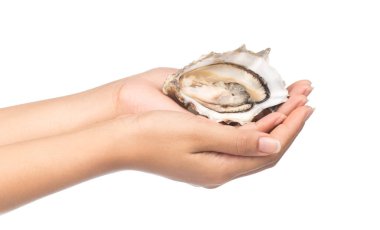 El ele tutuşan taze istiridye beyaz arka planda izole edilmiş.