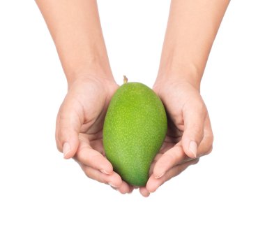 El ele tutuşan yeşil mango beyaz arka planda izole edilmiş..