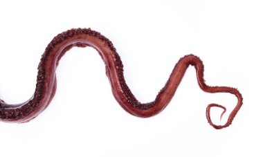 Ahtapot kolu beyaz arkaplanda izole edildi