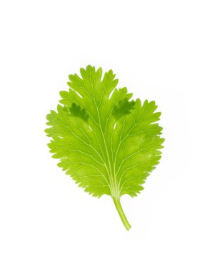 Beyaz arkaplanda maydanoz yaprağı izole.