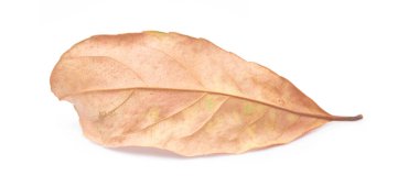 beyaz arkaplanda kuru yapraklar izole