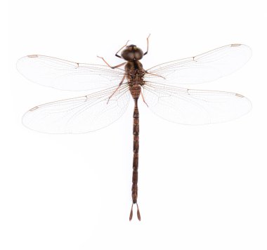 Yusufçuk beyaz bir arkaplanda izole edilmiş..