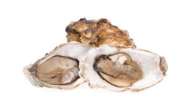 taze istiridye izole beyaz zemin üzerine