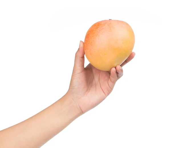 Mano Sosteniendo Mango Fruta Aislada Sobre Fondo Blanco —  Fotos de Stock