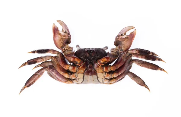 Verse Krab Geïsoleerd Witte Achtergrond — Stockfoto