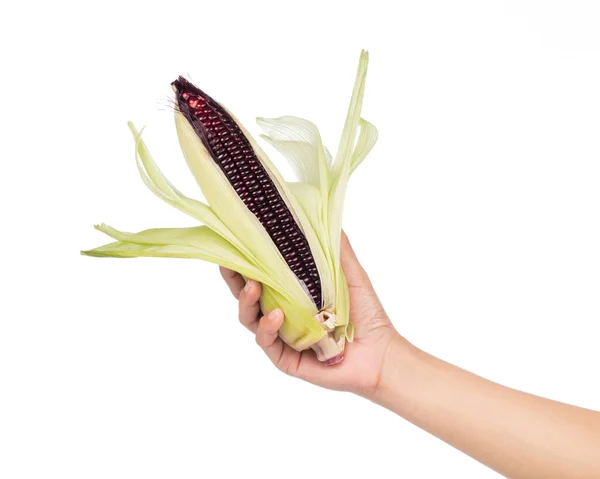 Рука Держа Свежий Фиолетовый Кукурузы Изолированы Белом Фоне — стоковое фото