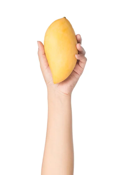 Handbedrijf Mango Fruit Geïsoleerd Witte Achtergrond — Stockfoto