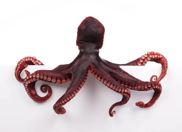 Octopus Wiggling Isolado Sobre Fundo Branco — Fotografia de Stock