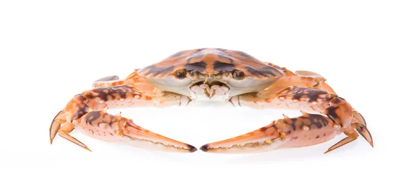 Verse Krab Geïsoleerd Witte Achtergrond — Stockfoto