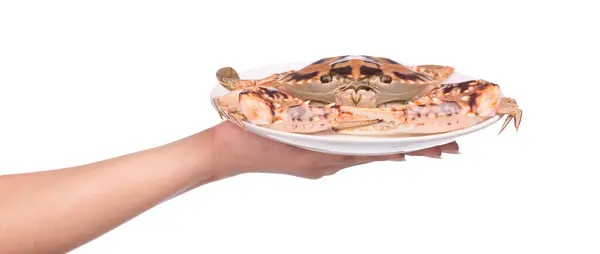 Hand Hält Gekochte Krabbe Auf Teller Isoliert Auf Weißem Hintergrund — Stockfoto