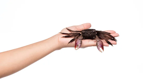 Hand Hält Frische Krabben Isoliert Auf Weißem Hintergrund — Stockfoto