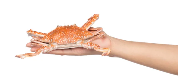 手拿着用白色背景隔开的熟螃蟹 — 图库照片