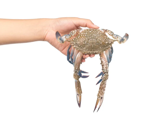 Hand Houden Verse Krab Geïsoleerd Witte Achtergrond — Stockfoto