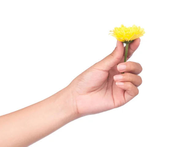 Mano Celebración Ramo Flores Crisantemo Amarillo Aislado Sobre Fondo Blanco —  Fotos de Stock