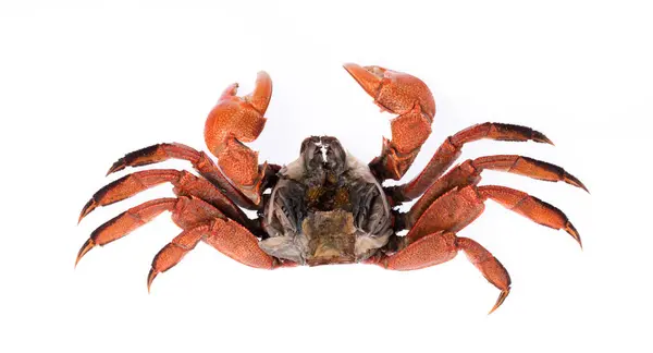 Cooked Whole Crab Isolated White Background — Stock Photo, Image