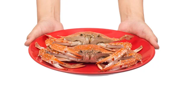 Hand Holding Cooked Crab Prepared Red Plate Isolated White Background — Stock Photo, Image