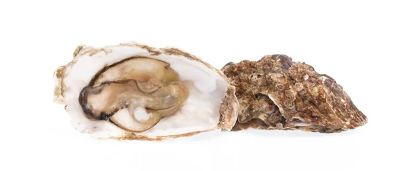 孤立的白色背景上的新鲜牡蛎 — 图库照片