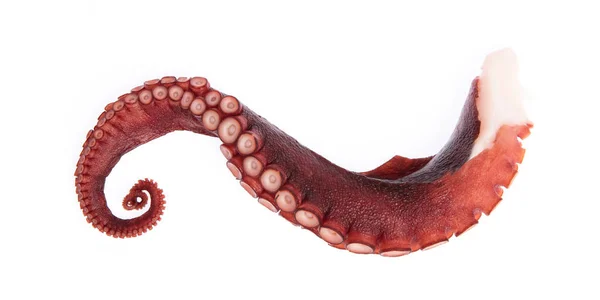 Tentakels Van Octopus Geïsoleerd Witte Achtergrond — Stockfoto