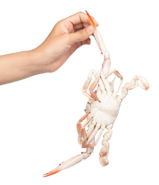 Mão Segurando Caranguejo Cozido Isolado Fundo Branco — Fotografia de Stock