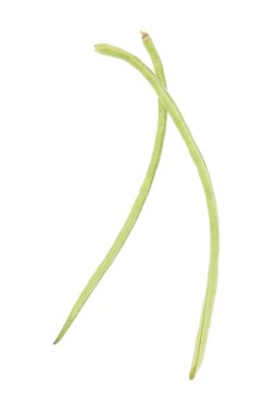 Beyaz arkaplanda yarım metre uzunluğunda fasulye izole