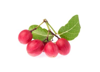 Beyaz arka planda yaprakları olan Carissa Carandas