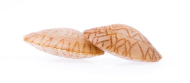 Beyaz arkaplanda yalıtılmış sörf midyesi