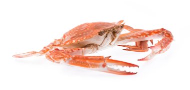 Beyaz arkaplanda pişirilmiş yengeç