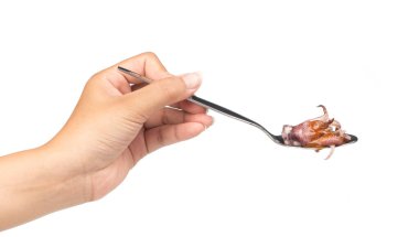 Beyaz arka planda izole edilmiş kaşık kaşık ızgara kalamar.