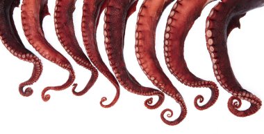 tentacles of octopus isolated on white background clipart