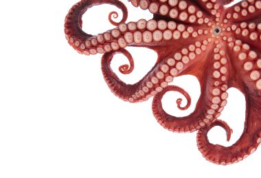 Beautiful of a squid tentacles isolated on white background clipart
