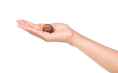 Kestane kestanesini beyaz arkaplanda soyutlamış.