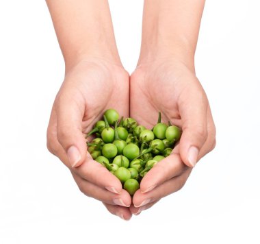 El ele tutuşmak küçük patlıcan ya da hindi üzümü beyaz arka planda izole