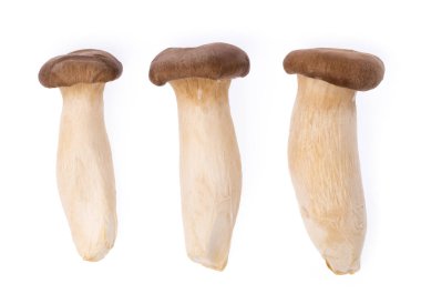 Beyaz arkaplanda Eryngii Mantarı izole edildi