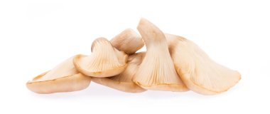 istiridye mantar beyaz arka plandan izole.