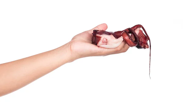 Mão Segurando Cru Octopus Isolado Fundo Branco — Fotografia de Stock
