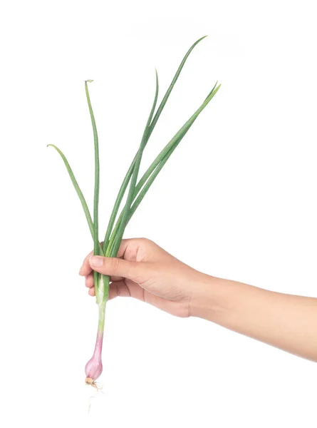 Hand Holding Onion Spring Isolated White Background — Stock Photo, Image