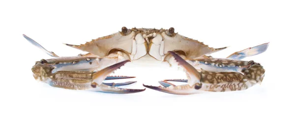 Crab Proaspăt Izolat Fundal Alb — Fotografie, imagine de stoc