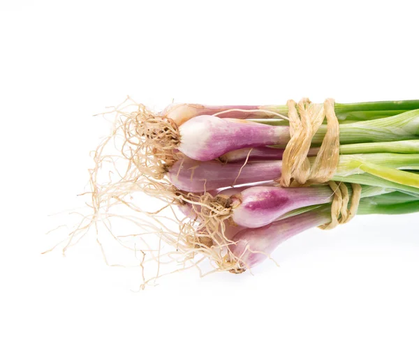 Onion Spring Isolated White Background — Stock Photo, Image